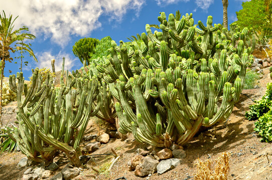 Polaskia chichipe