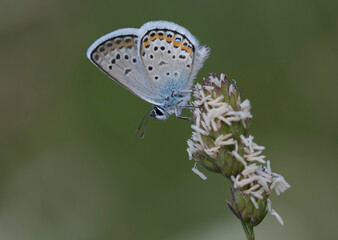 Silver-studded blue