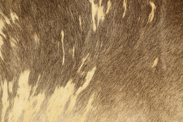 Animal hair of fur cow leather texture background