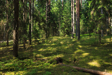 Magnificent sunrise in the forest, rays make their way through the branches of trees.