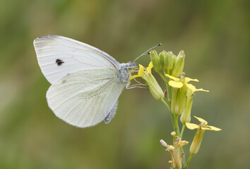 False White Butterfly