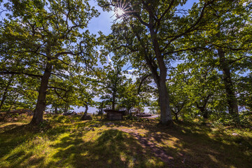 Obraz premium Beautiful view over green tops of forest trees under sun rays. Beautiful nature backgrounds. Sweden
