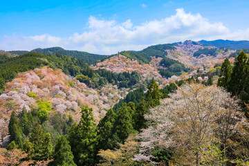 Fototapeta premium 吉野山の桜