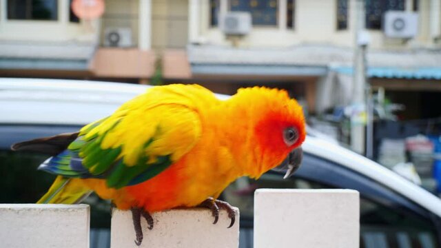 Parrots, Sun Cornure, yellow and green. Parrots are raised independently. Can fly as needed. cute bird or pet naturally reared Not caged or chained, able to fly freely.