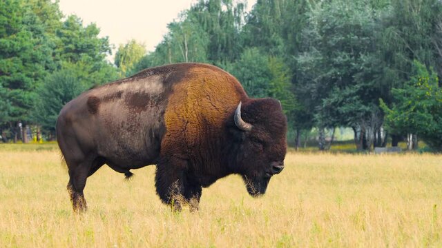Wild Bison in the meadow, Portrait of American bison, Protection of Nature Concept. Bisons in their natural environment. Animal in the wild, Wildlife in Nature Reserve, Telephoto lens close up 4k