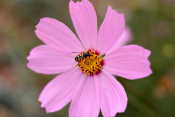 A bee collects nectar on a pink flower. Selective focus.