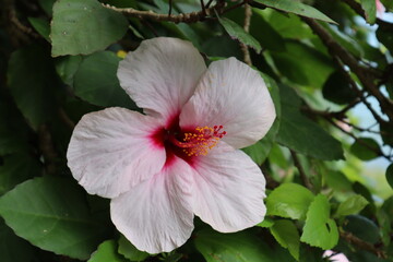 Hibiscus in the bloom