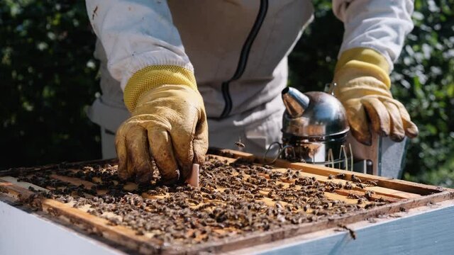 How to treat bees from varroa mite. The beekeeper treats the bees of the varroa mite. Diseases of bees and their treatment. Varroasis. Varroa destructor.