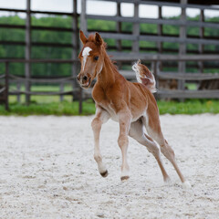 Young pretty arabian horse foal runs and frolics summer background