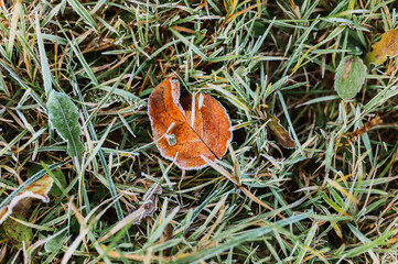 natural textured background with single falled red orange apple ugly leaf in green grass with white cold frost crystals on a frosty early autumn morning. top view.