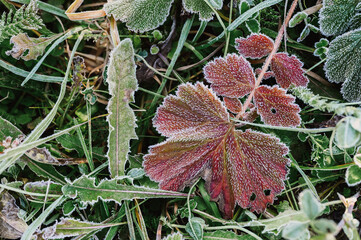 natural textured background with single falled red orange ugly leaf in green grass with white cold frost crystals on a frosty early autumn morning. top view.