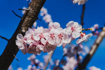 Blooming peach tree branch (blue sky background)