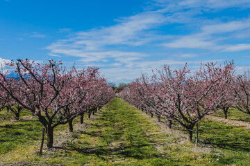 Blossom in spring (peach tree field)