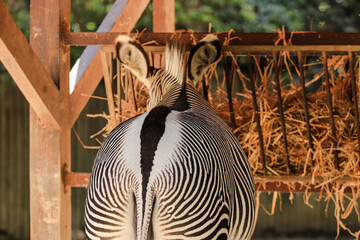 Close up of a zebra 