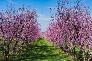 Bloosom fruit trees in the spring.