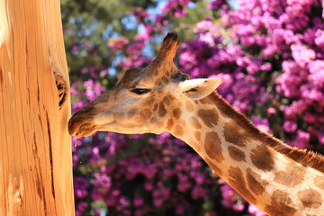 Obraz premium A head shot of a giraffe with vegetation in background