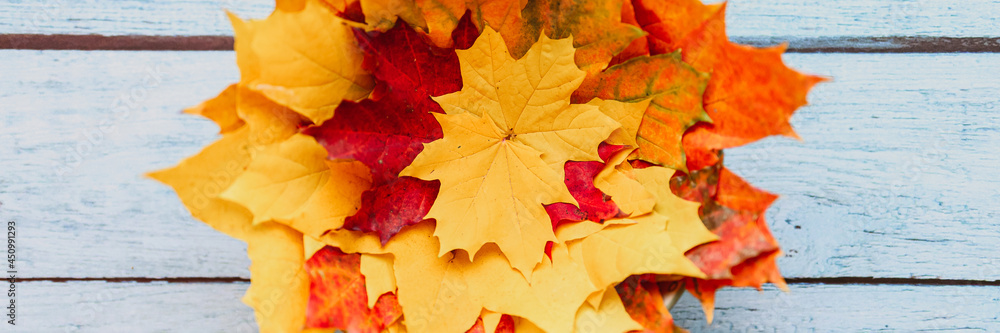 Wall mural a bunch of red and yellow dry autumn maple leaves on a blue wooden background. banner