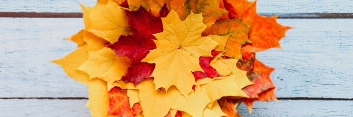 a bunch of red and yellow dry autumn maple leaves on a blue wooden background. banner