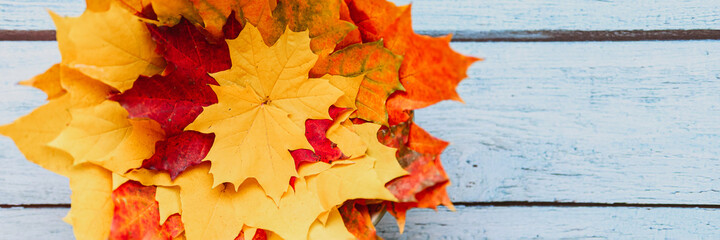 Naklejka na ściany i meble a bunch of red and yellow dry autumn maple leaves on a blue wooden background. banner
