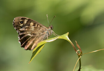 Speckled Wood Butterfly