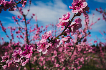 Blooming peach trees full of pink flowers.
