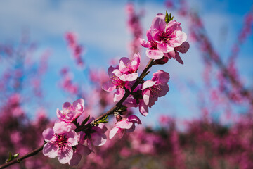 Bloosom fruit trees in the spring.