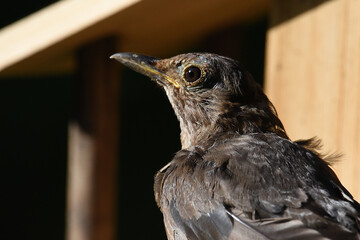 Amsel