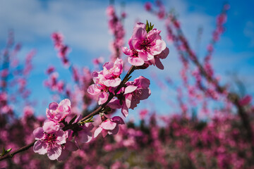 Blooming peach trees full of pink flowers.