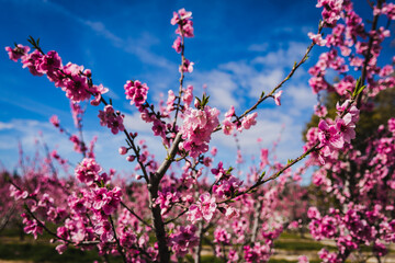 Bloosom fruit trees in the spring.
