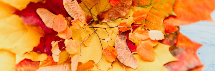 a bunch of red and yellow dry autumn maple leaves and fall twigs on a blue wooden background. banner