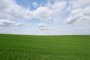 green field and blue sky