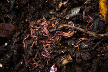 Close up, selective focus of earthworms in an earthworm farm.
