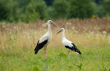 Two white storks in the field