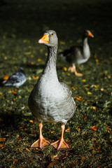 goose in the park