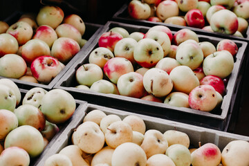 apples in a box