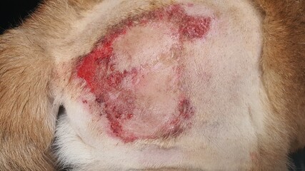Deep pyoderma in dog. Dog sores caused by bacterial infection.
