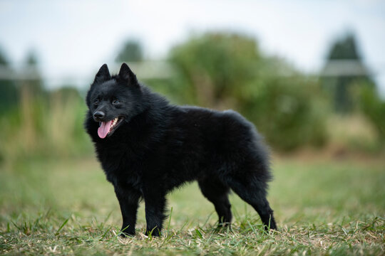 Schipperke dog standing full body photo. Dog Show. Black dog schipperke