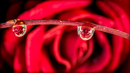 Red Rose inside drops