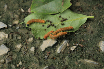 .Yellow caterpillar larvae crawl on the ground and feed on leaves after the wind blows to the ground after heavy rain.