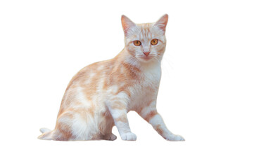 Light red cat sits isolate on a white background