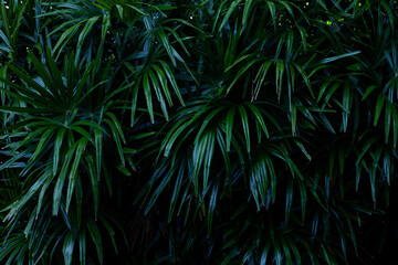 Naklejka na ściany i meble Full Frame of Palm Leaves Pattern Background, Nature Lush Foliage Leaf Texture , tropical leaf