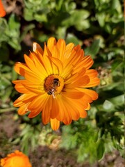 bee on orange flower