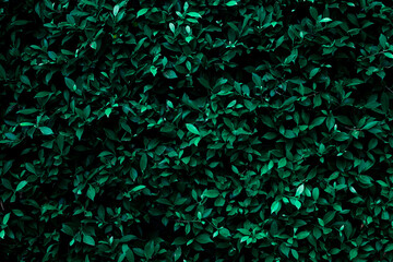 Full Frame of Green Leaves Pattern Background, Nature Lush Foliage Leaf  Texture , tropical leaf