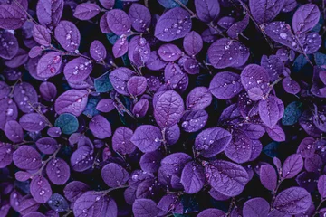 Foto op Canvas closeup nature view of purple leaves background, abstract leaf texture © Nabodin