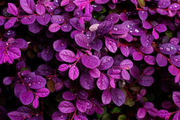 closeup nature view of purple leaves background, abstract leaf texture