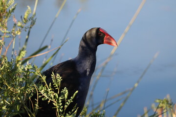 Australasian swamphen