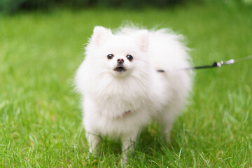 Portrait of cute wtite Spitz. Small pocket dog. Walking dog. The green lawn. Animals theme.
