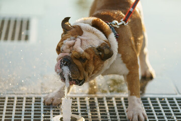 Cute brown and white english  bulldog walking in the hot summer day. Animals' theme. Dog drinking...