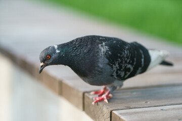 Photography of a beautiful urban gray dove. He is ready to jump. Concept of  the wild animals life in the big city. Natural background. Animal theme. Full body