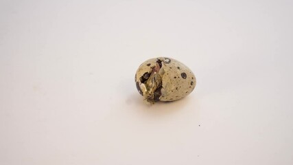 Newborn quail egg on white background. Chick hatching out its egg, breaks the shell. The birth of a new little life.